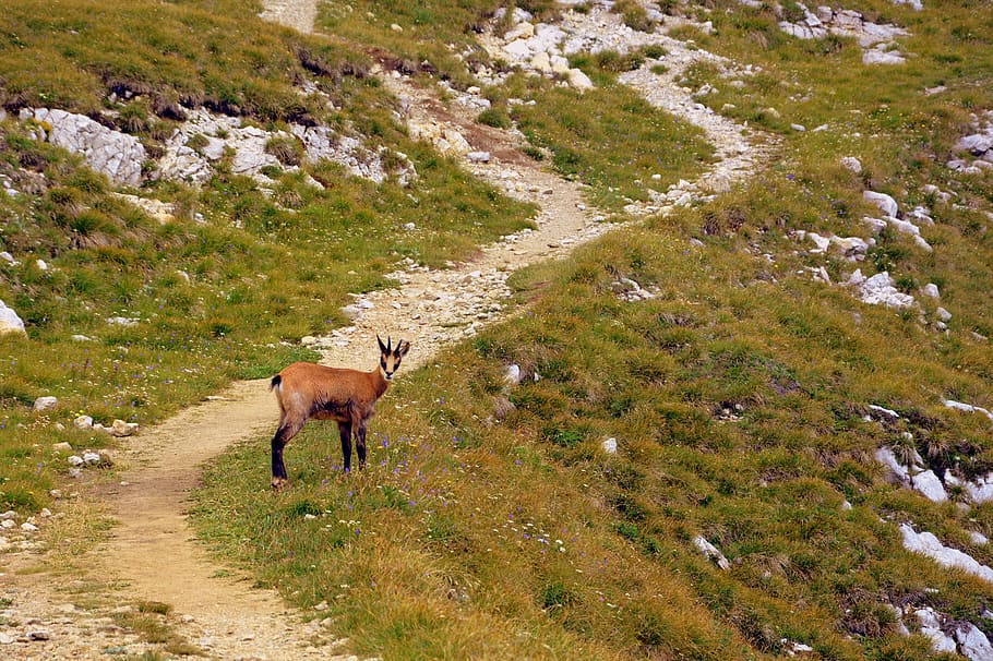chamois, mountain, prato, pasubio, italy, animal, nature, animal themes HD wallpaper