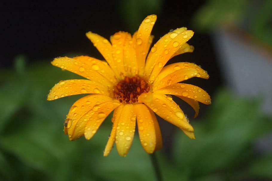Flower, Drops, Orange, Raindrops, Spring, leaves, garden, petal HD wallpaper