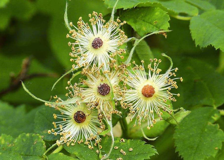 Withered, Thimble Berry, Blossom, Forest, wild fruit, berries HD wallpaper