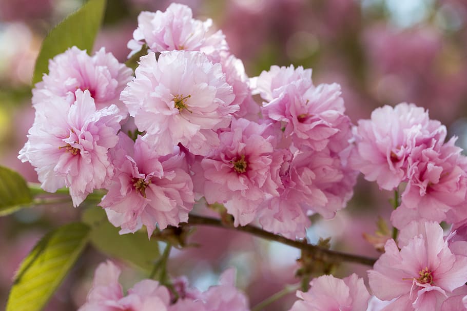 cherry, tree, a branch, nature, spring, flowers, pink, flowering plant HD wallpaper