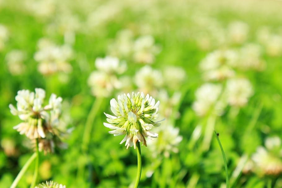 Clover, Grass, Macro, Nature, summer, green, morning, shamrock HD wallpaper