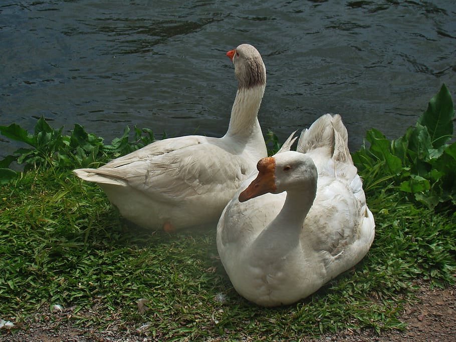 ducks, lake, water, bird, nature, park, dom, mallards, animals HD wallpaper