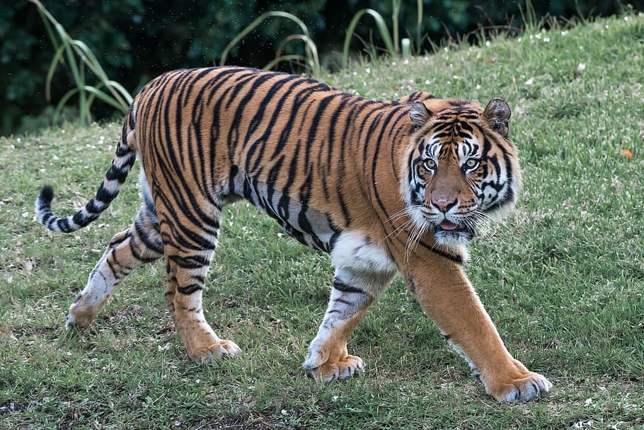 brown tiger on green grass at daytime, cat, predator, striped HD wallpaper