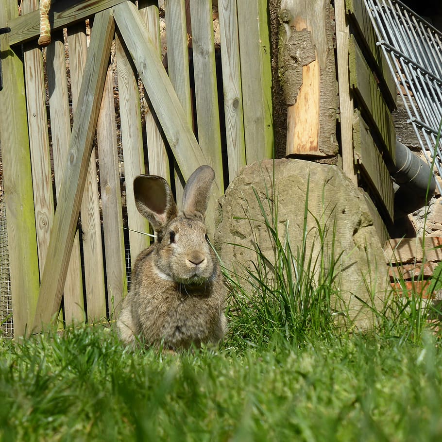 brown rabbit beside brown wooden fence, easter, dwarf rabbit HD wallpaper