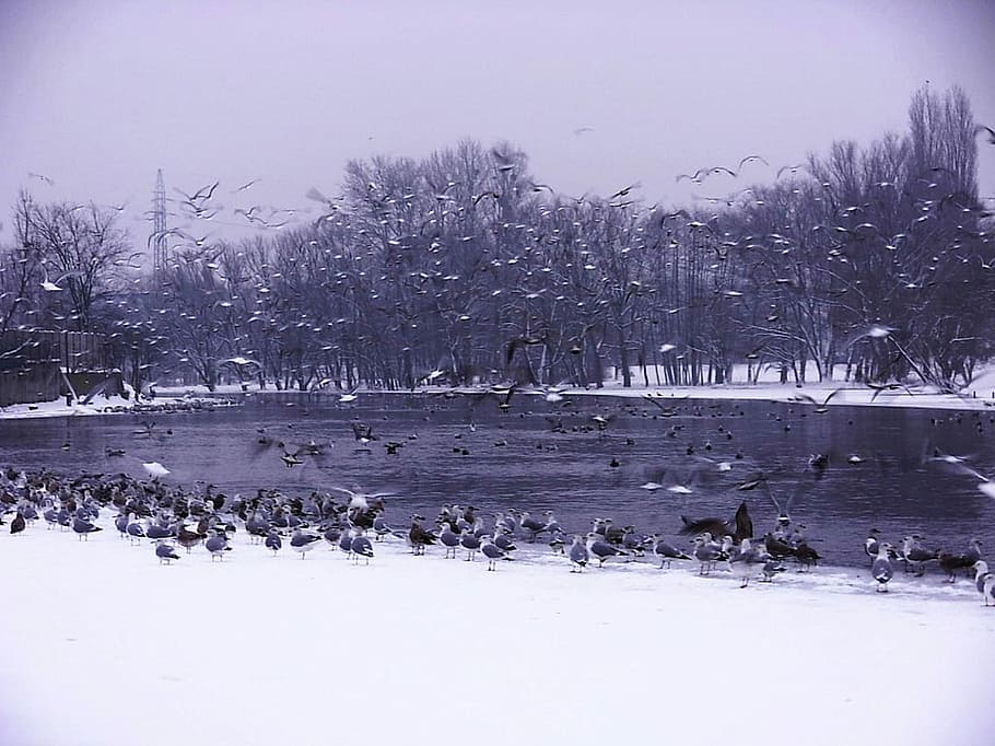 Landscape, Scenic, Forest, Trees, Woods, lake, water, birds HD wallpaper