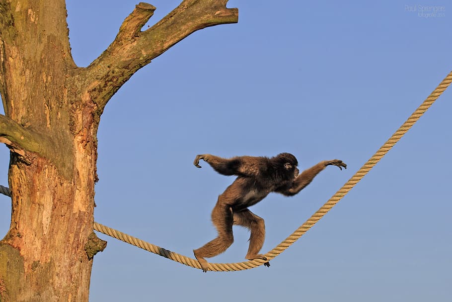 black monkey walking on yellow rope during daytime, berber monkey HD wallpaper
