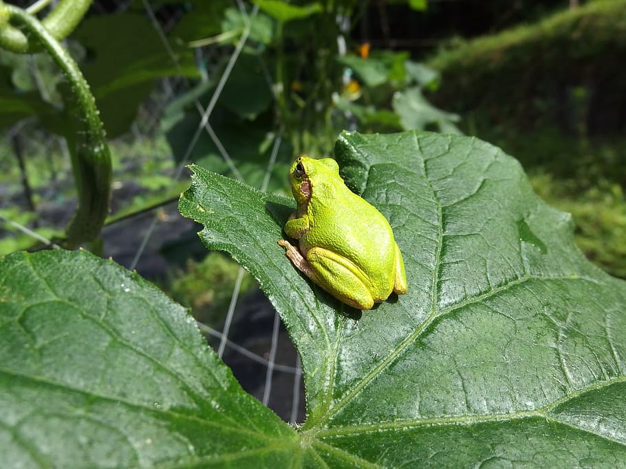 tree frog, cucumber, cute, still, nature, leaf, animal, close-up HD wallpaper