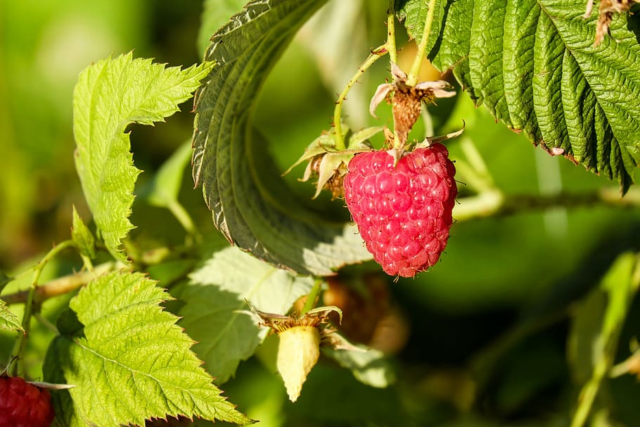 shallow focus photo of red fruit, raspberries, sweet, frisch HD wallpaper