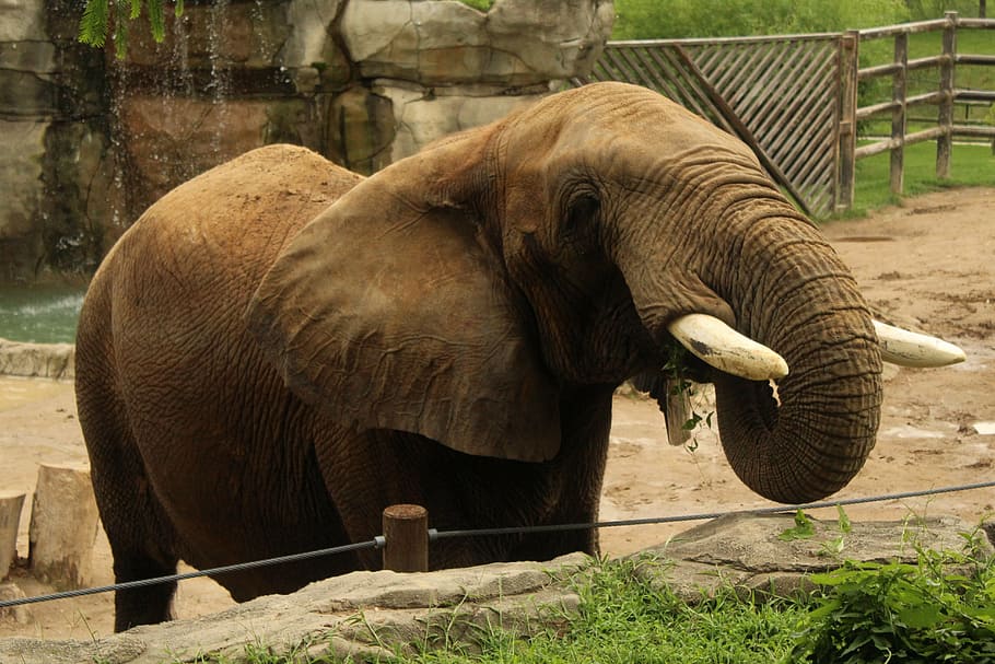 elephant, trunk, feed, animal themes, mammal, vertebrate, animal wildlife HD wallpaper