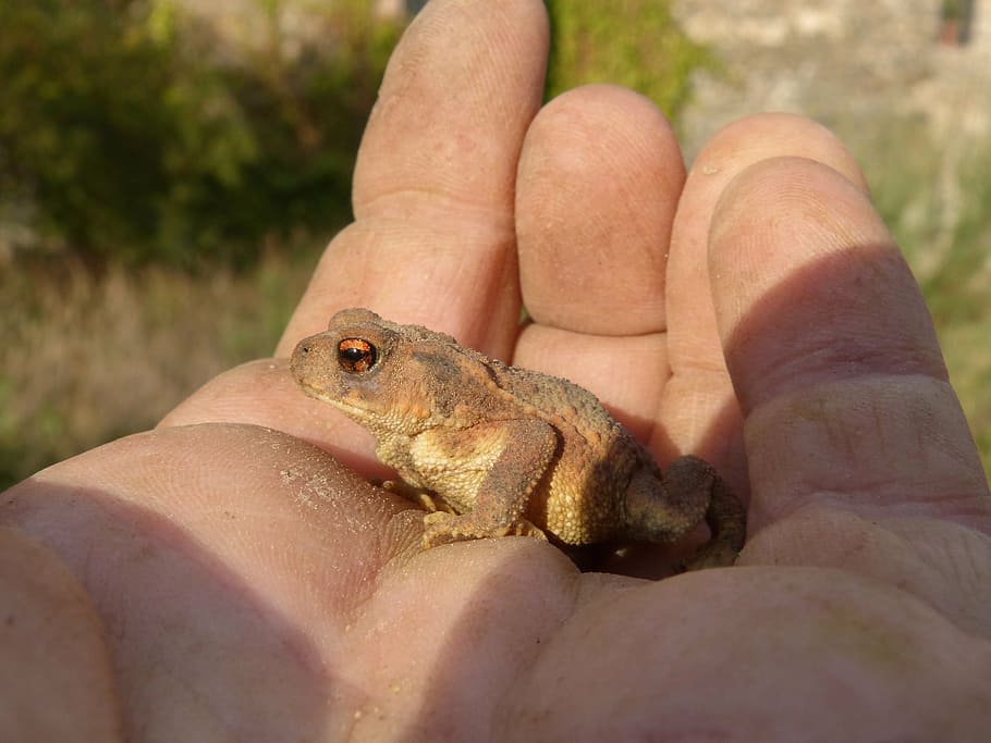 toad, sapito, batrachian, hand, breeding, bufo bufo, rough skin HD wallpaper