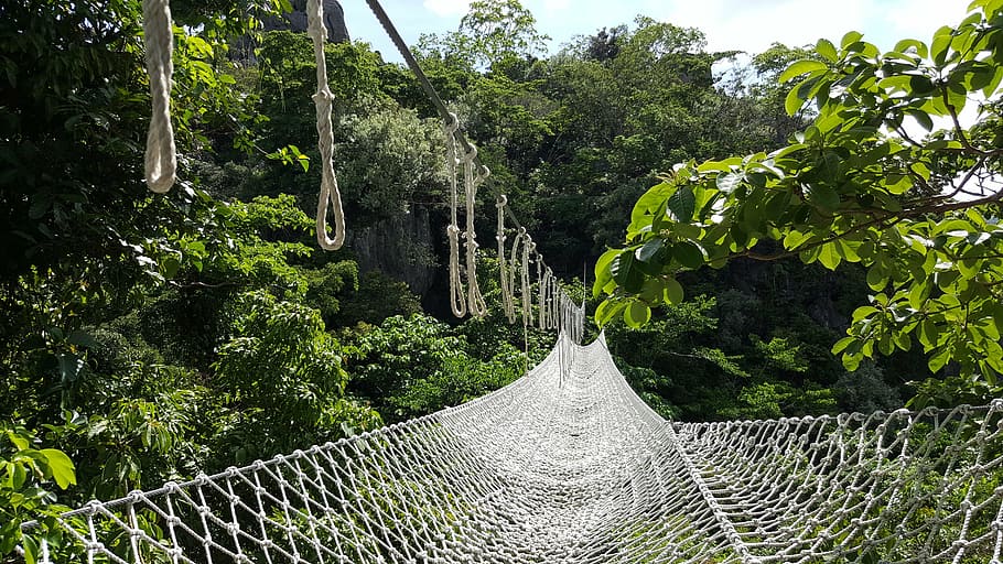 bridge, forest, hanging bridge, net, outdoors, tree, day, no people HD wallpaper