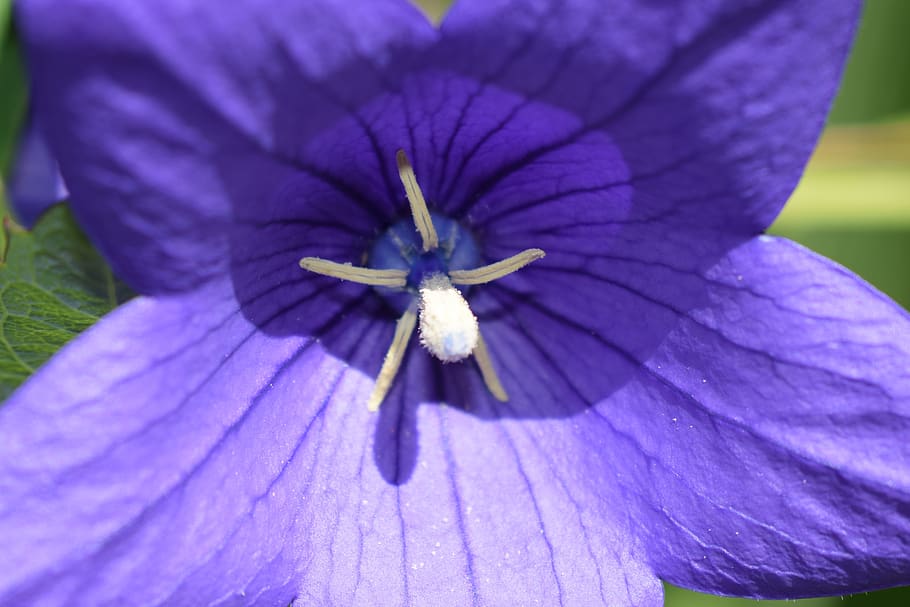 flowers, blue, garden, flowering plant, vulnerability, fragility HD wallpaper