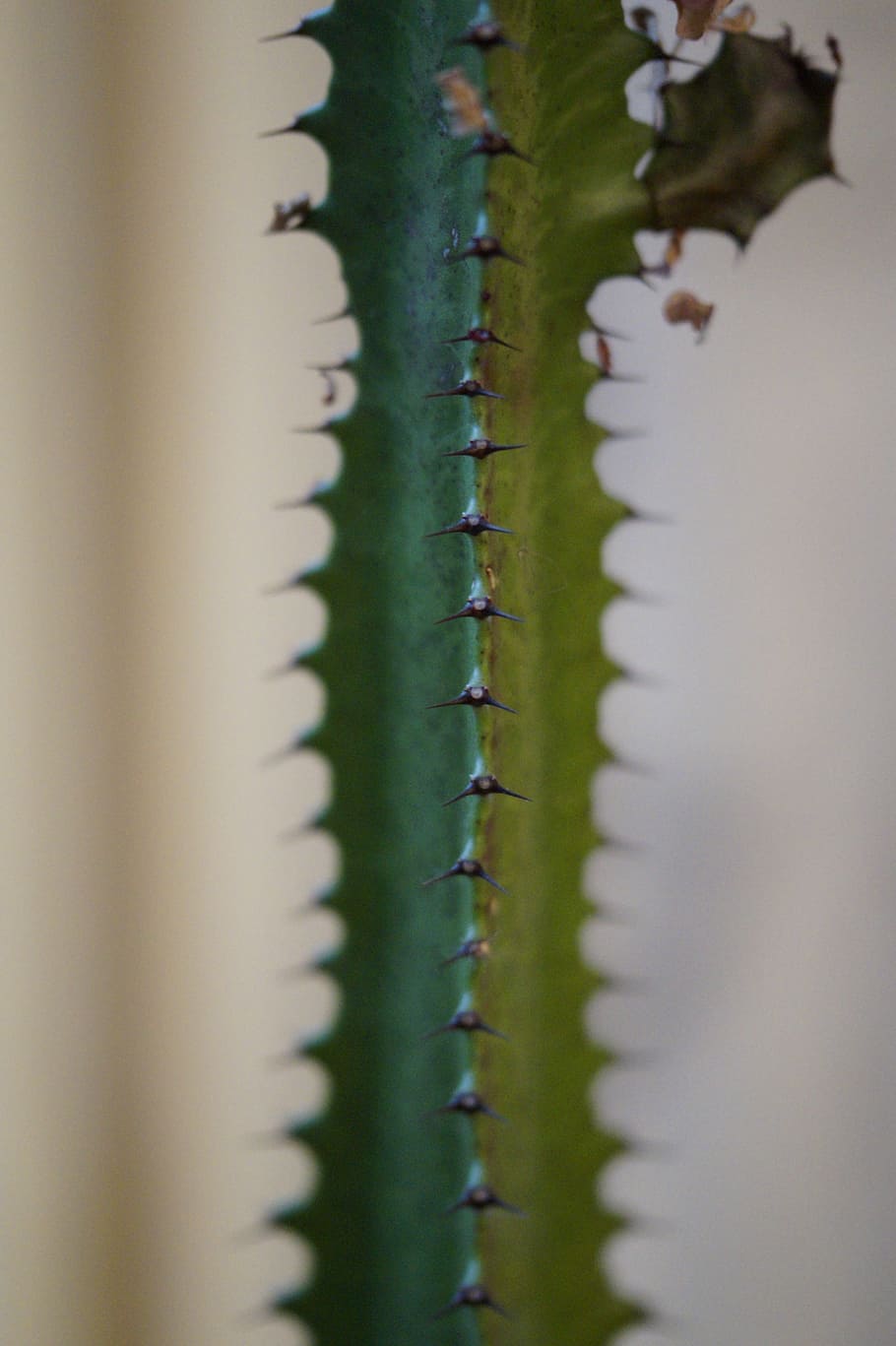 cactus, spur, prickly, sting, close, plant, nature, close-up HD wallpaper