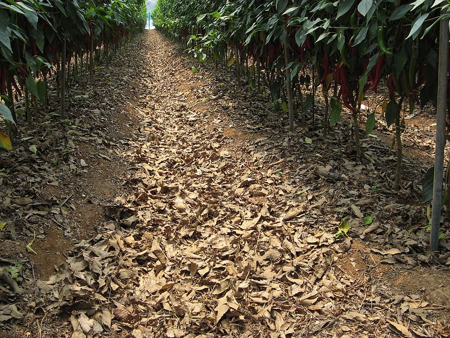 organic, pepper, soil, leaf, direction, plant part, the way forward HD wallpaper