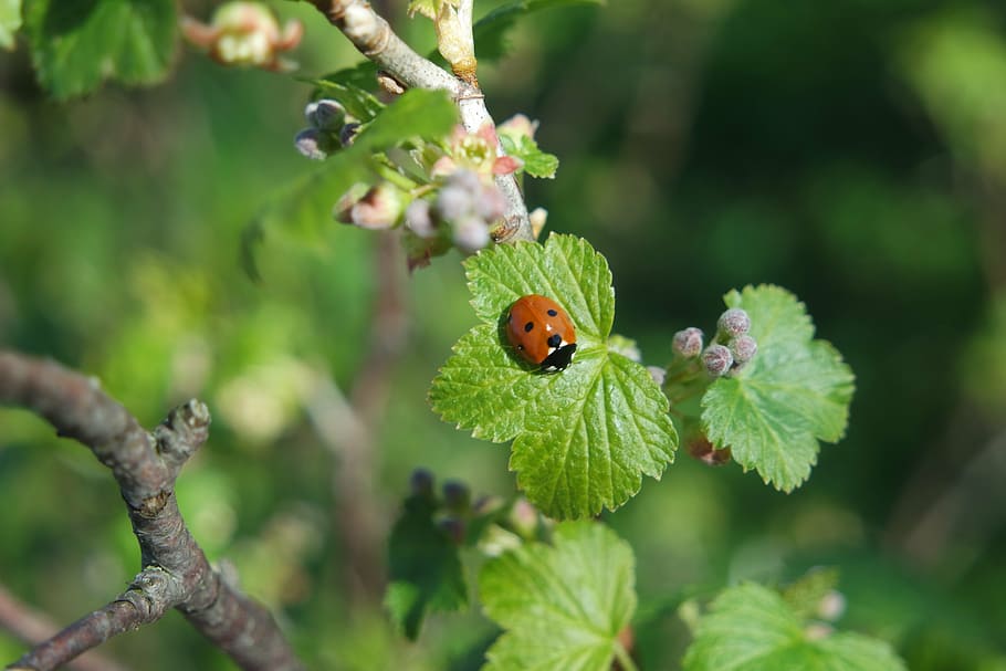 spring, currant, ladybird, invertebrate, animal themes, plant HD wallpaper