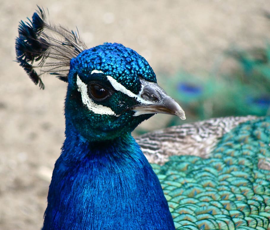 Peacock, Head, Plume, Beak, Bird, blue, male, peafowl, wildlife, HD wallpaper