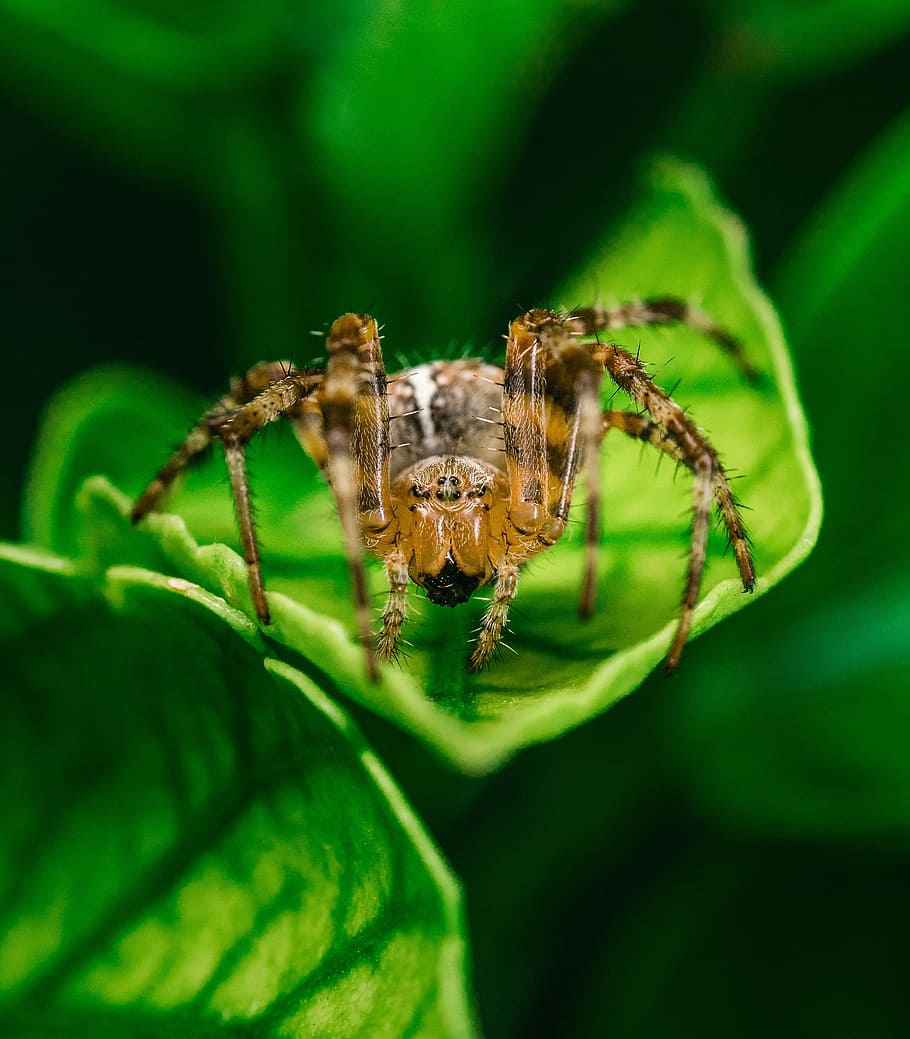 spider, leaves, wildlife, leaf, nature, animal, green, macro HD wallpaper