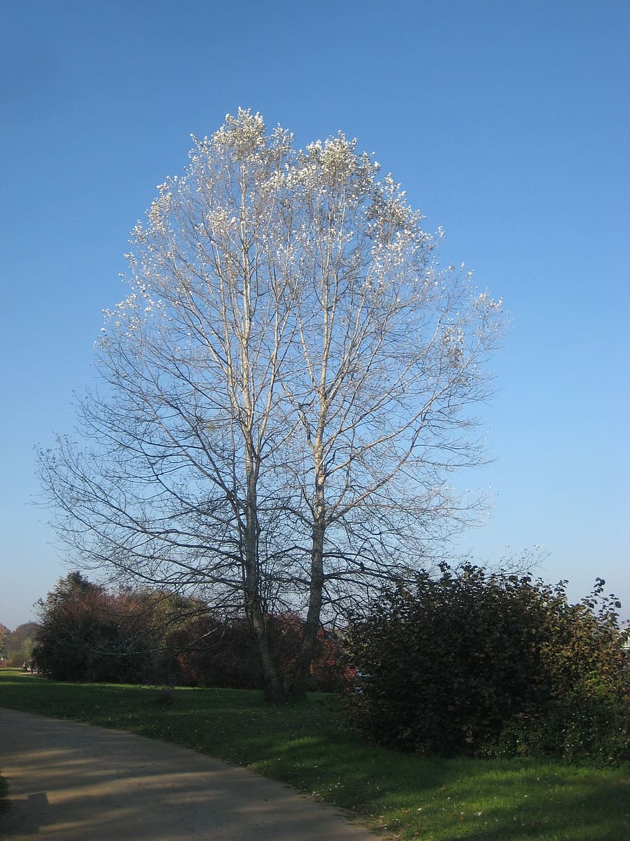 tree, autumn, babelsberg, plant, sky, nature, clear sky, no people HD wallpaper