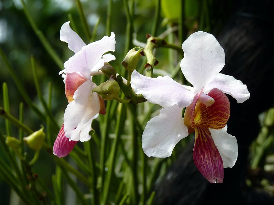 flowers, orchids, white, flowering plant, beauty in nature HD wallpaper