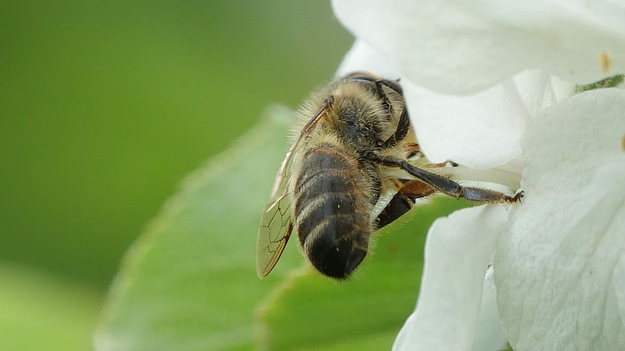 nature, insect, animal, bee, animal themes, animals in the wild HD wallpaper