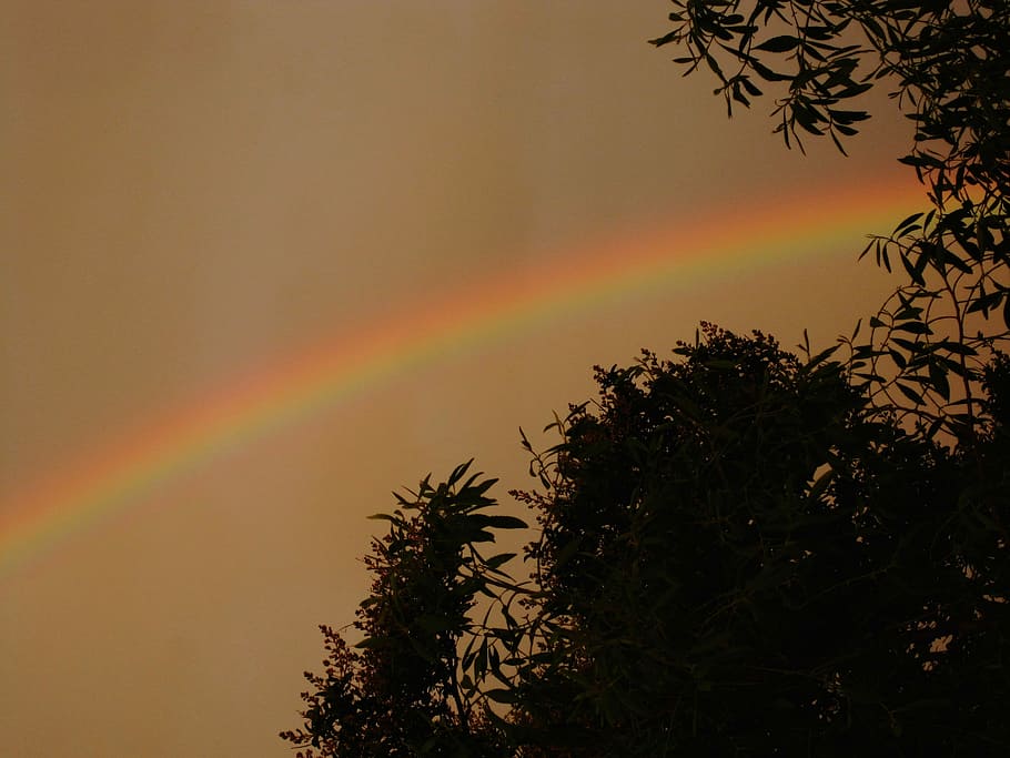Rainbow, Arc, Colors, Display, phenomenon, sky, storm, trees HD wallpaper