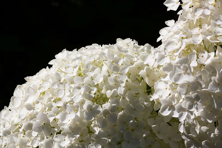 hydrangea, genus, greenhouse hydrangea, hydrangeaceae, ornamental shrub HD wallpaper