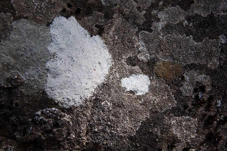 weave, lichen, nature, rock, white, grey, no people, textured HD wallpaper