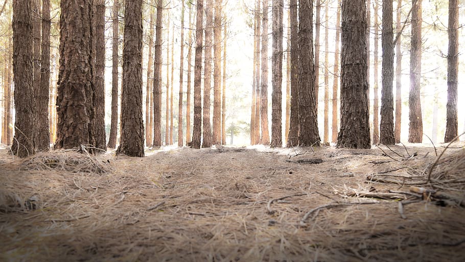 brown trees during daytime, woods, light, path, forest, landscape HD wallpaper