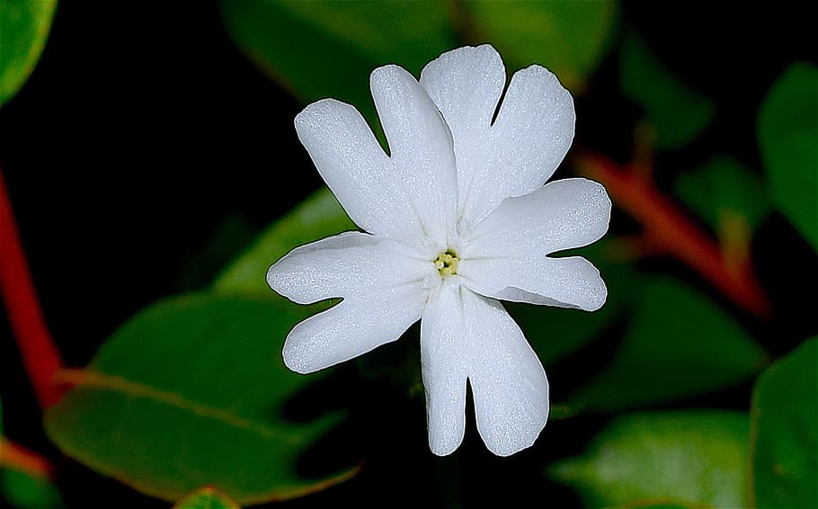 Flower, White, Blooming, Spring, white flower, nature, floral HD wallpaper