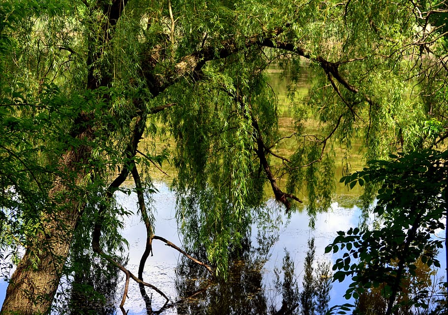 lake, willow, forest, green, landscape, mirror, tree, plant HD wallpaper