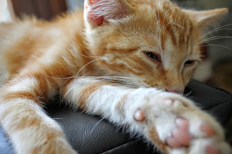 couch, cat, animal, pet, mammal, animal themes, feline, one animal HD wallpaper