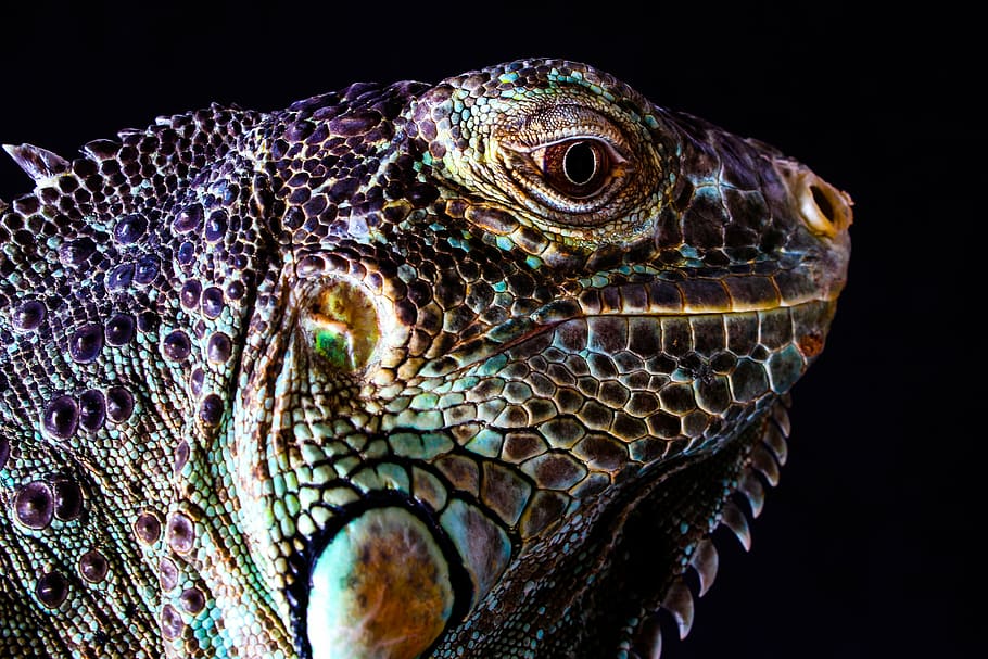 HD wallpaper: close up photo of iguana face, lizard, pet, reptile, animal,  exotic | Wallpaper Flare