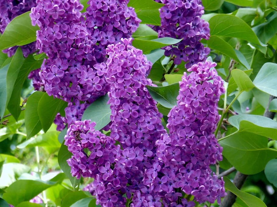 without, spring, violet, flowers, nature, flowering plant, vulnerability HD wallpaper