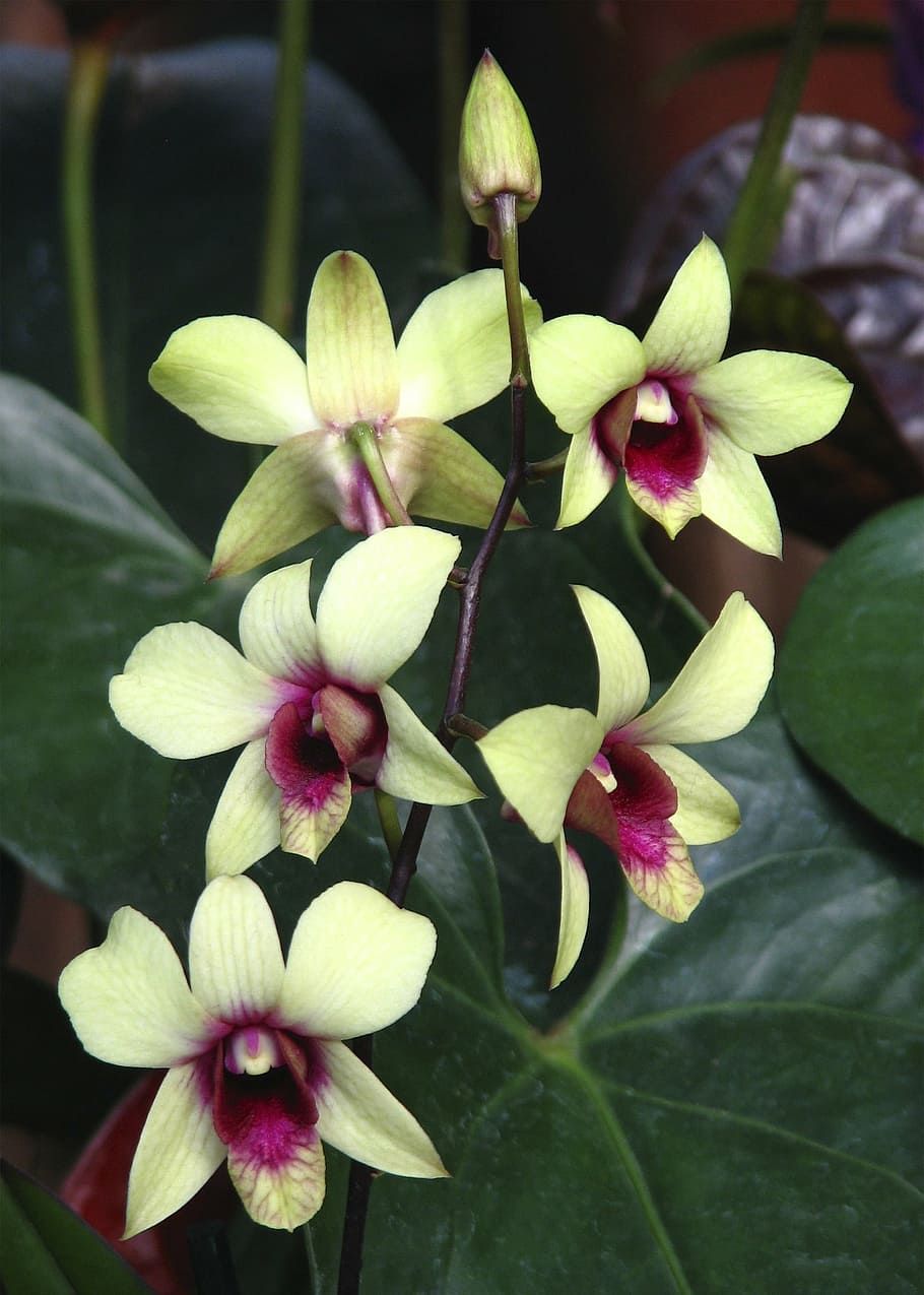 beige-and-purple orchid flowers, flora, bloom, freshness, close-up HD wallpaper