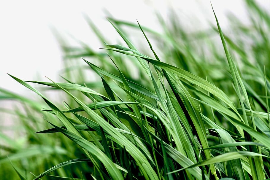 shallow focus photography of green leafed plants, grass, grassblade HD wallpaper