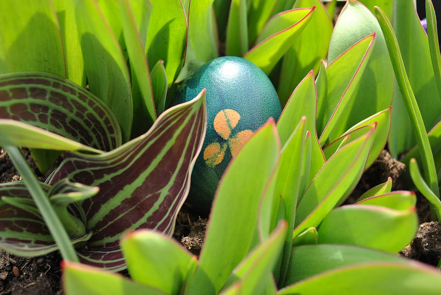 Easter Egg, Spring, March, plant, close, sun, eggs color, blue HD wallpaper