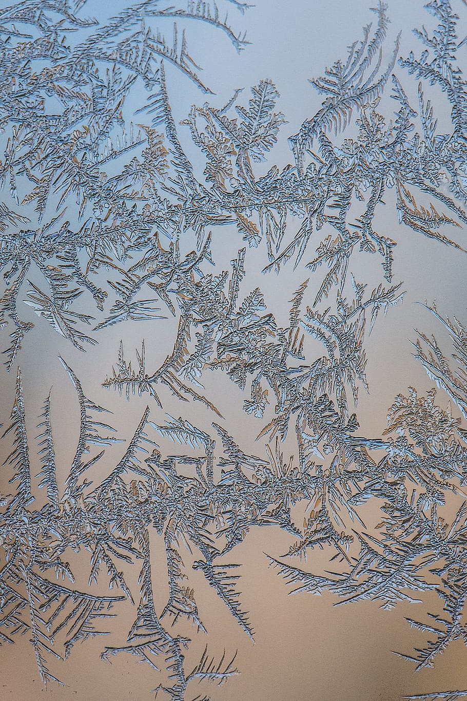 gray and brown digital wallpaper, frost patterns, flower, ice HD wallpaper
