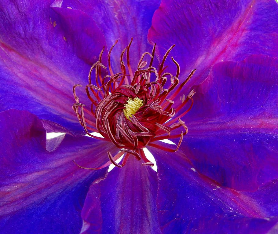 clematis, blue, blossom, bloom, close, flower, beautiful, nature HD wallpaper