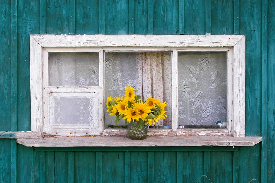 yellow sunflowers on window sill, photo of yellow sunflowers with vase on shelf HD wallpaper