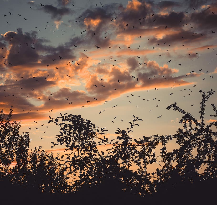 silhouette of trees during dusk, silhouette of birds and trees under gray clouds at golden hour HD wallpaper