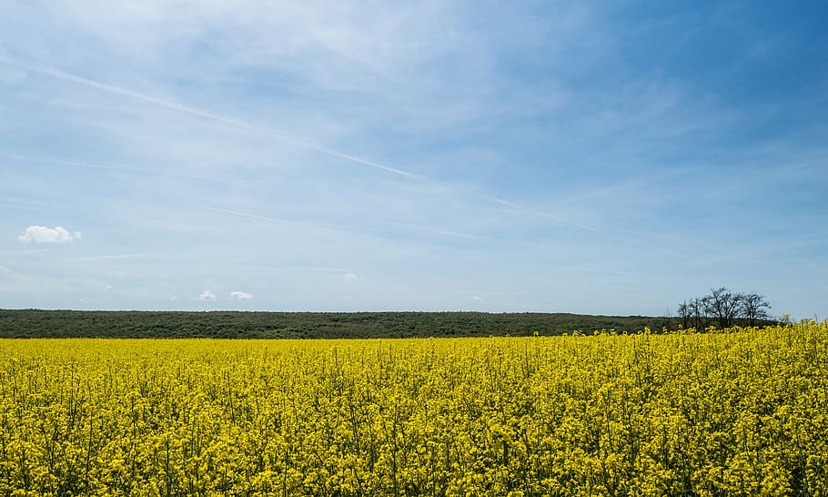 rape, sky, yellow, blues, field, bloom, clouds, agriculture HD wallpaper