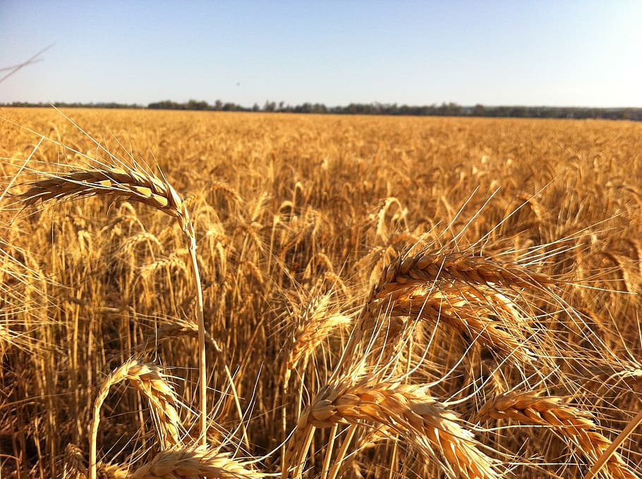 ripe, for, harvest, 5, agriculture, field, landscape, crop HD wallpaper