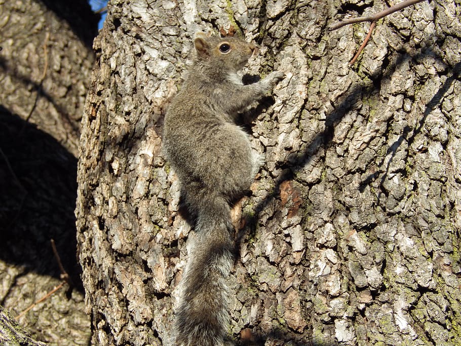 Squirrel, Tree, Climb, one animal, animals in the wild, animal wildlife HD wallpaper