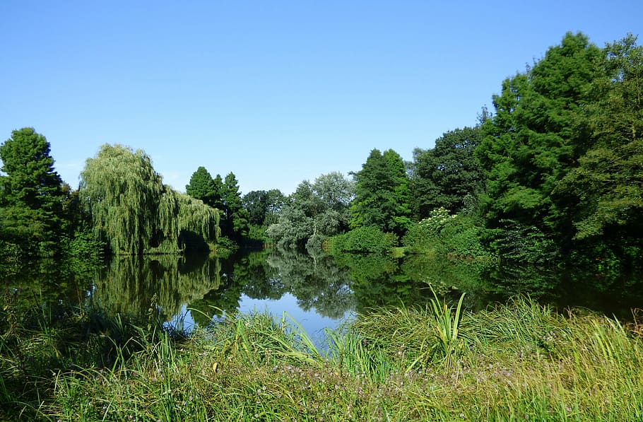 lake, pond, mirroring, sky, water, nature, bank, reed, trees HD wallpaper