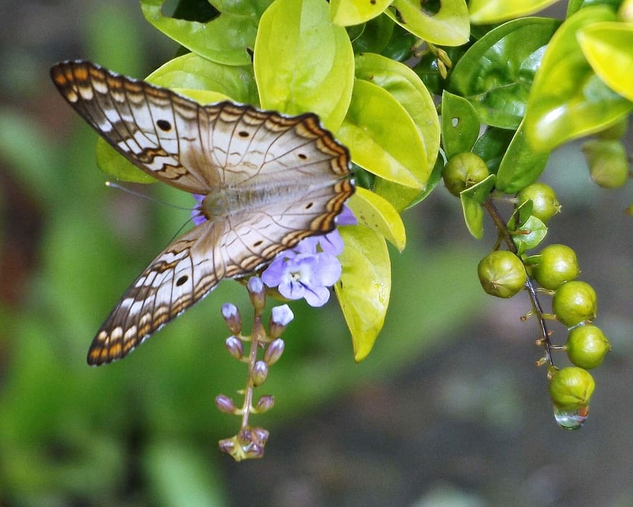 butterfly, and, drop, in, garden, insect, animal themes, animal wildlife HD wallpaper