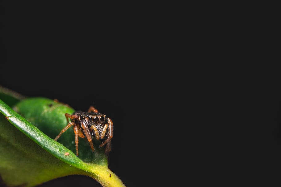 selective focus of spider, macro lens photography of leaf spider HD wallpaper