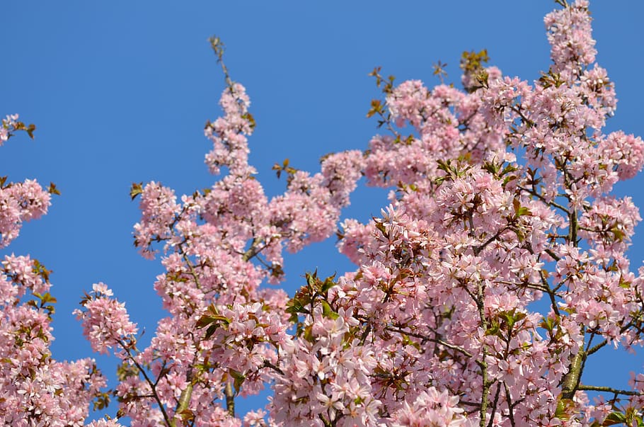 spring, flowers, tree, flowering plant, beauty in nature, fragility HD wallpaper