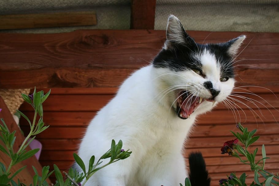 white and black roaring cat, pet, upset, angry, meow, domestic