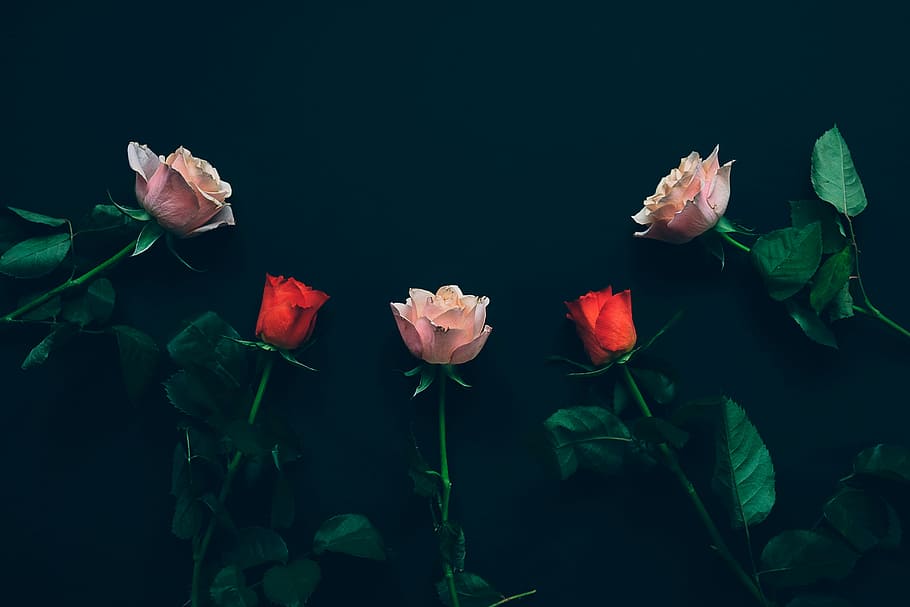 Hd Wallpaper Top View Of Two Red And Three Pink Roses On Black Surface Assorted Color Roses Wallpaper Flare