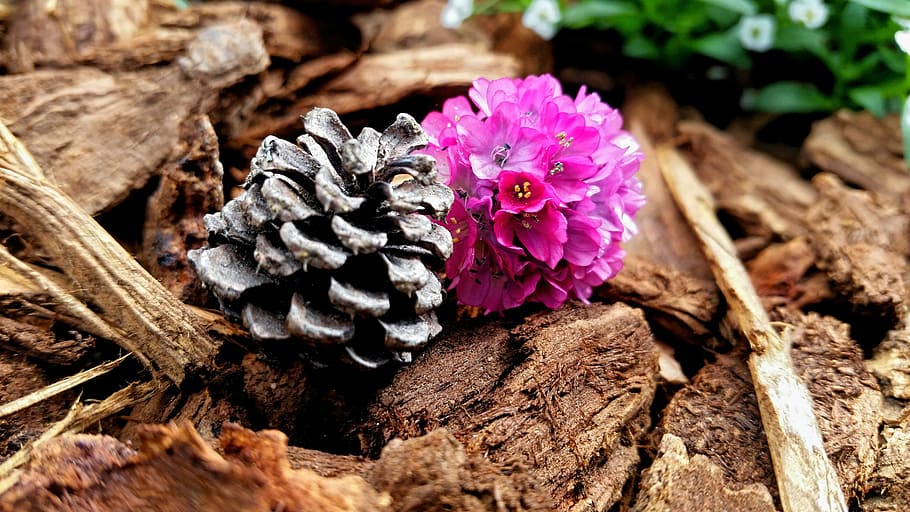desktop, background, pretty, flower, pinecone, bark, flowering plant HD wallpaper